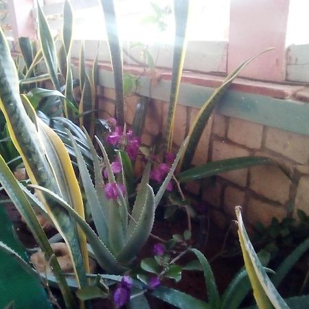 Residence A Paz Sal Rei Dış mekan fotoğraf